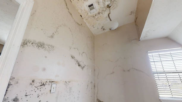  Ridge Wood Heights, FL Mold Removal Pros