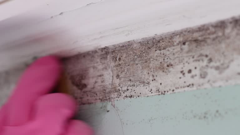 Best Air Quality Testing for Mold Spores  in Ridge Wood Heights, FL